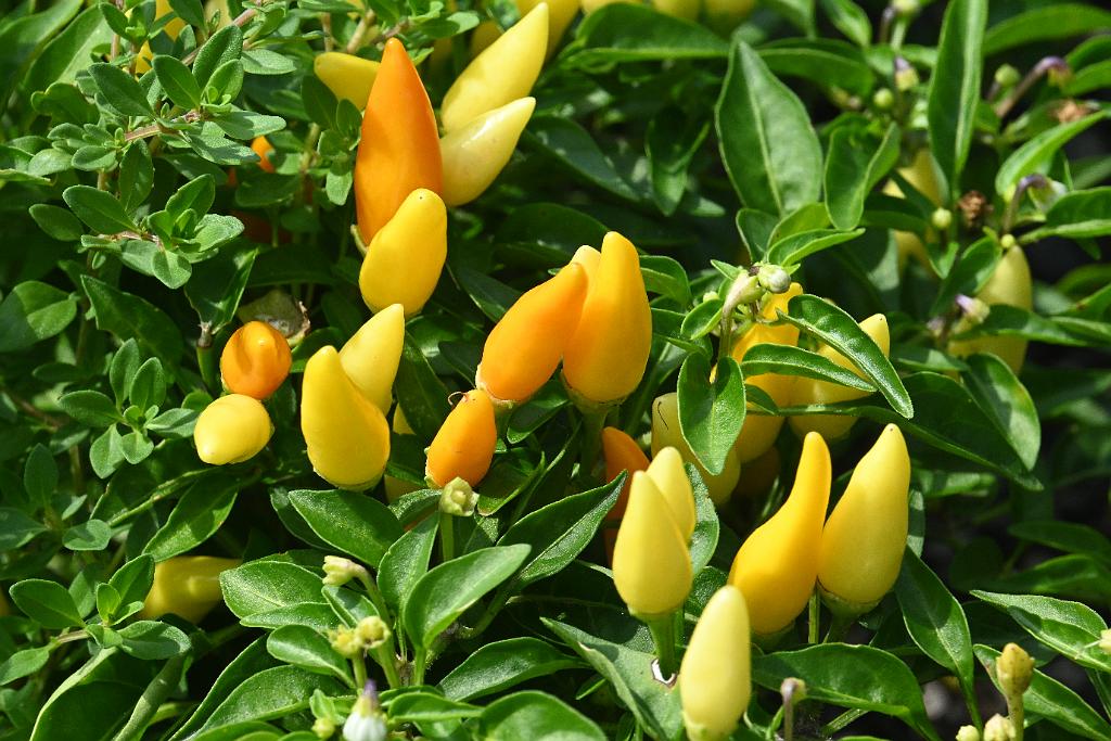 2025-08150130 Tower Hill Botanic Garden, MA.JPG - Ornamental Pepper. New England Botanic Garden at Tower Hill, MA, 8-15-2025